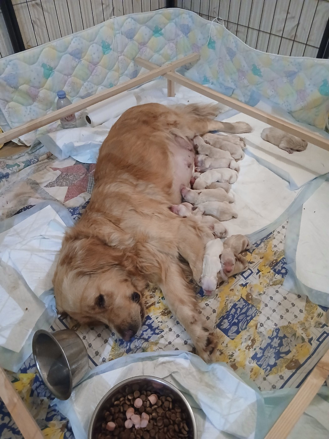 Les bébés sont nés !!!