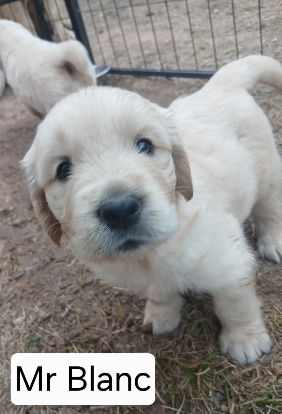 Des Amis De Link - Chiots disponibles - Golden Retriever